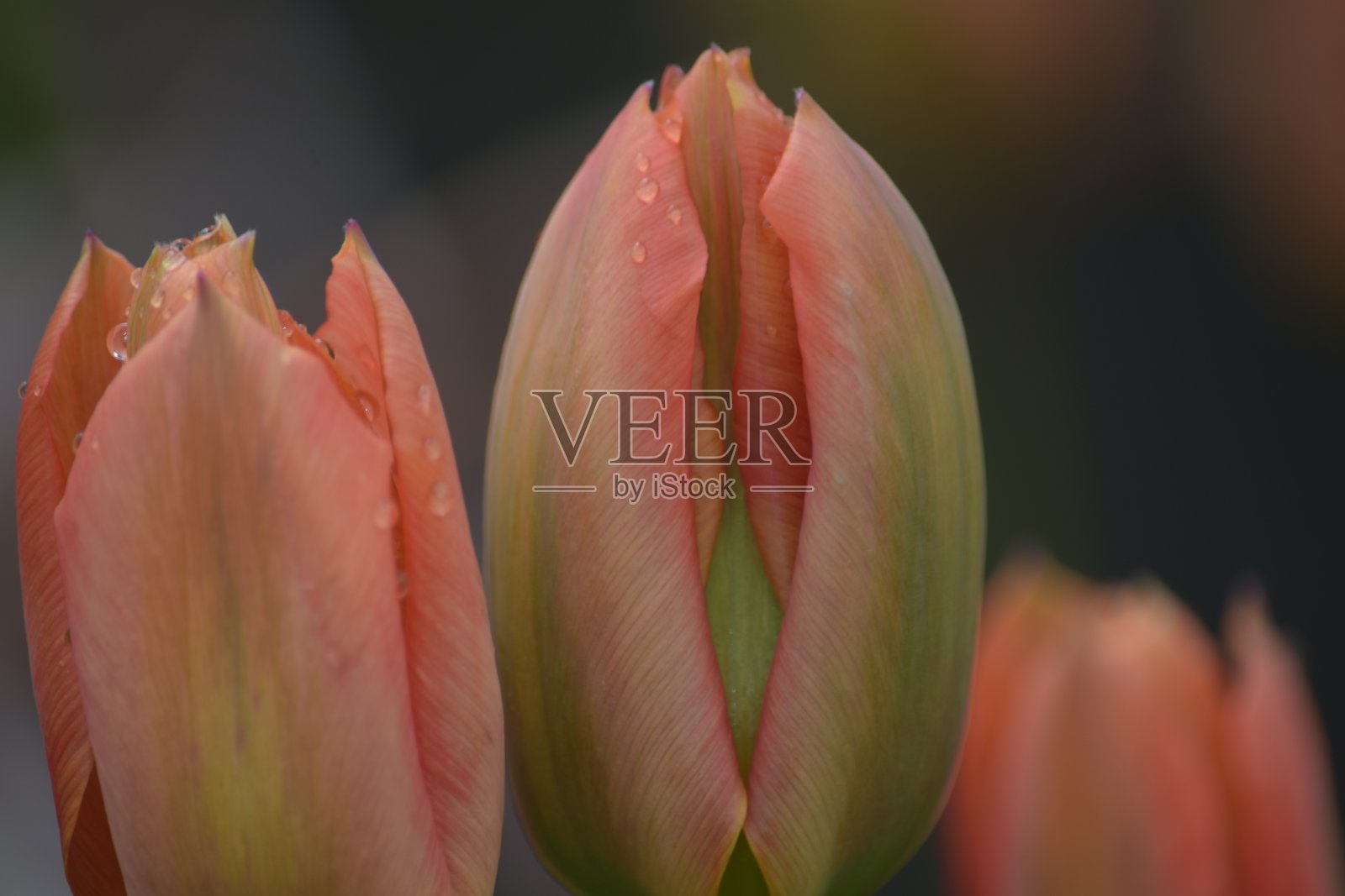 粉红色的郁金香开了照片摄影图片