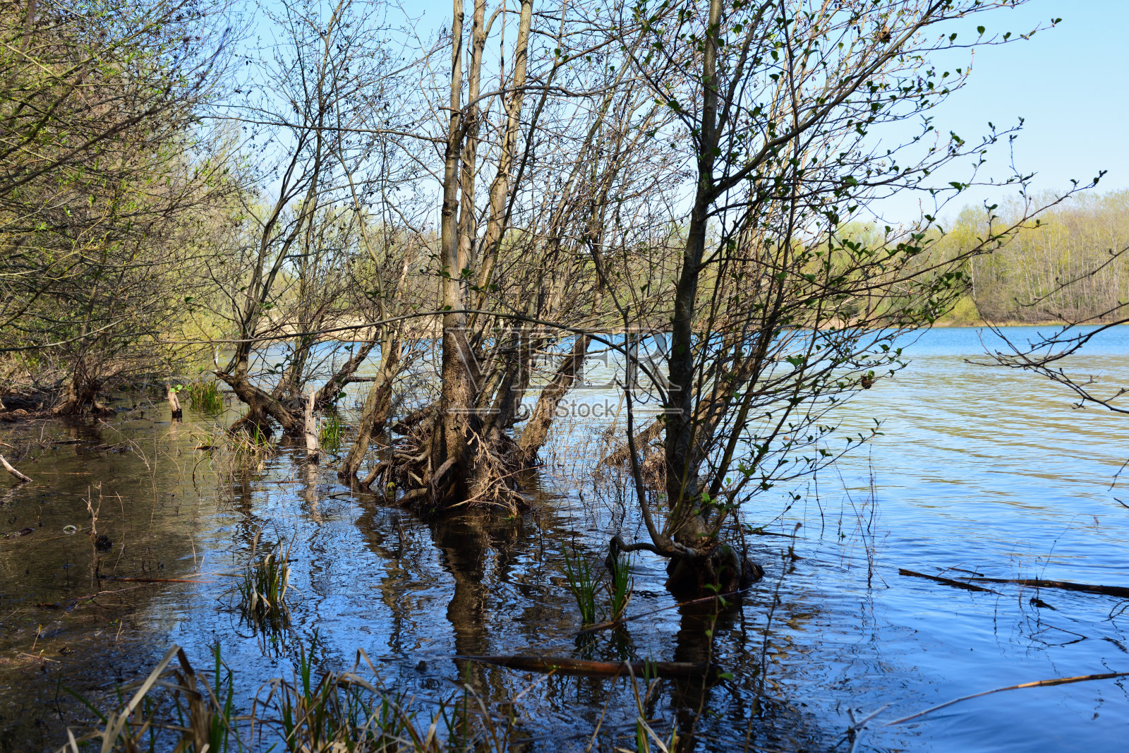乔木和灌木照片摄影图片