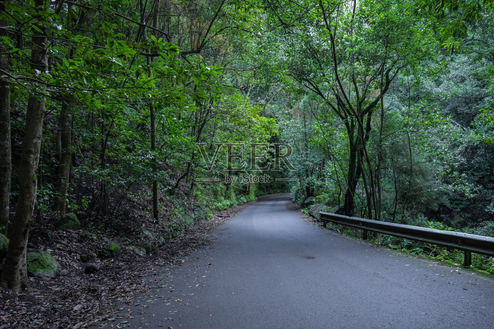 劳雷尔西尔瓦森林或洛斯蒂洛斯，拉帕尔马，加的利岛，西班牙照片摄影图片