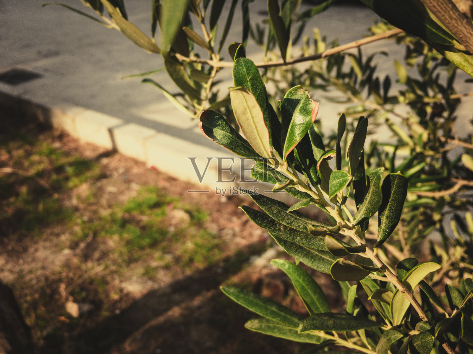 美丽的橄榄树叶子照片摄影图片