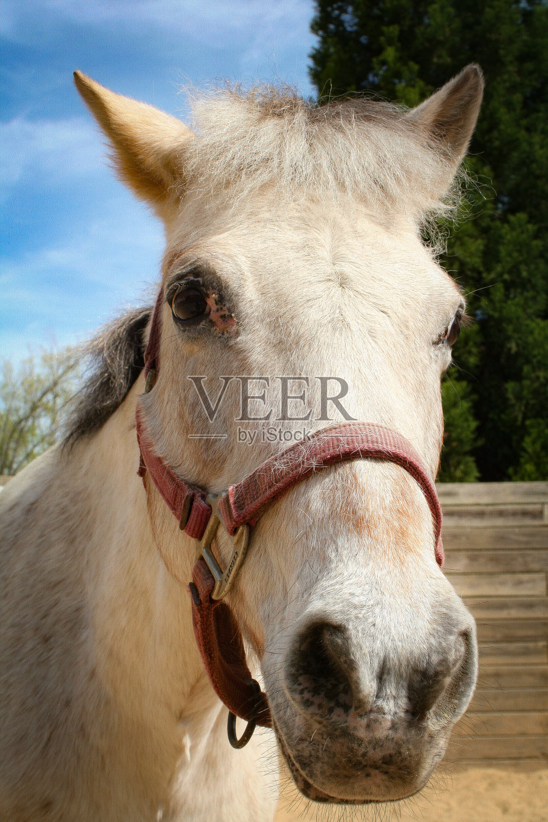 马的头像照片摄影图片
