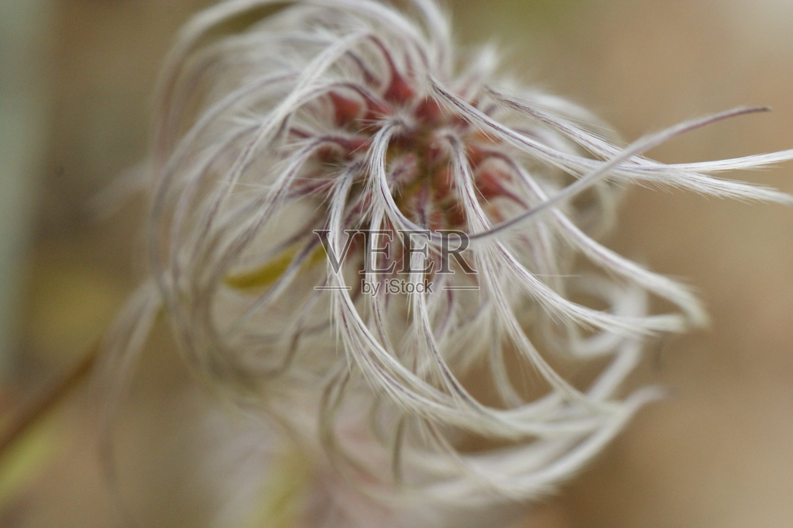 高山白头鹤花种子蒲公英灰色单花照片摄影图片