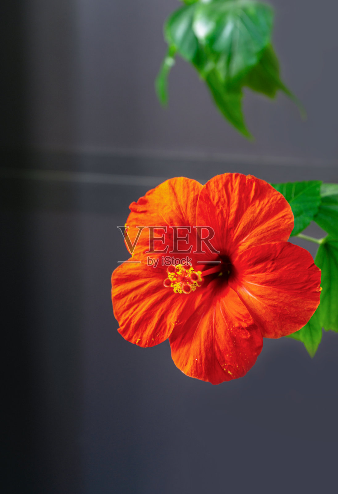 鲜艳的大花中国木槿(芙蓉)在平静的灰色背景。阳光下的中国玫瑰或夏威夷木槿。设计的自然概念。放置你的文本。照片摄影图片