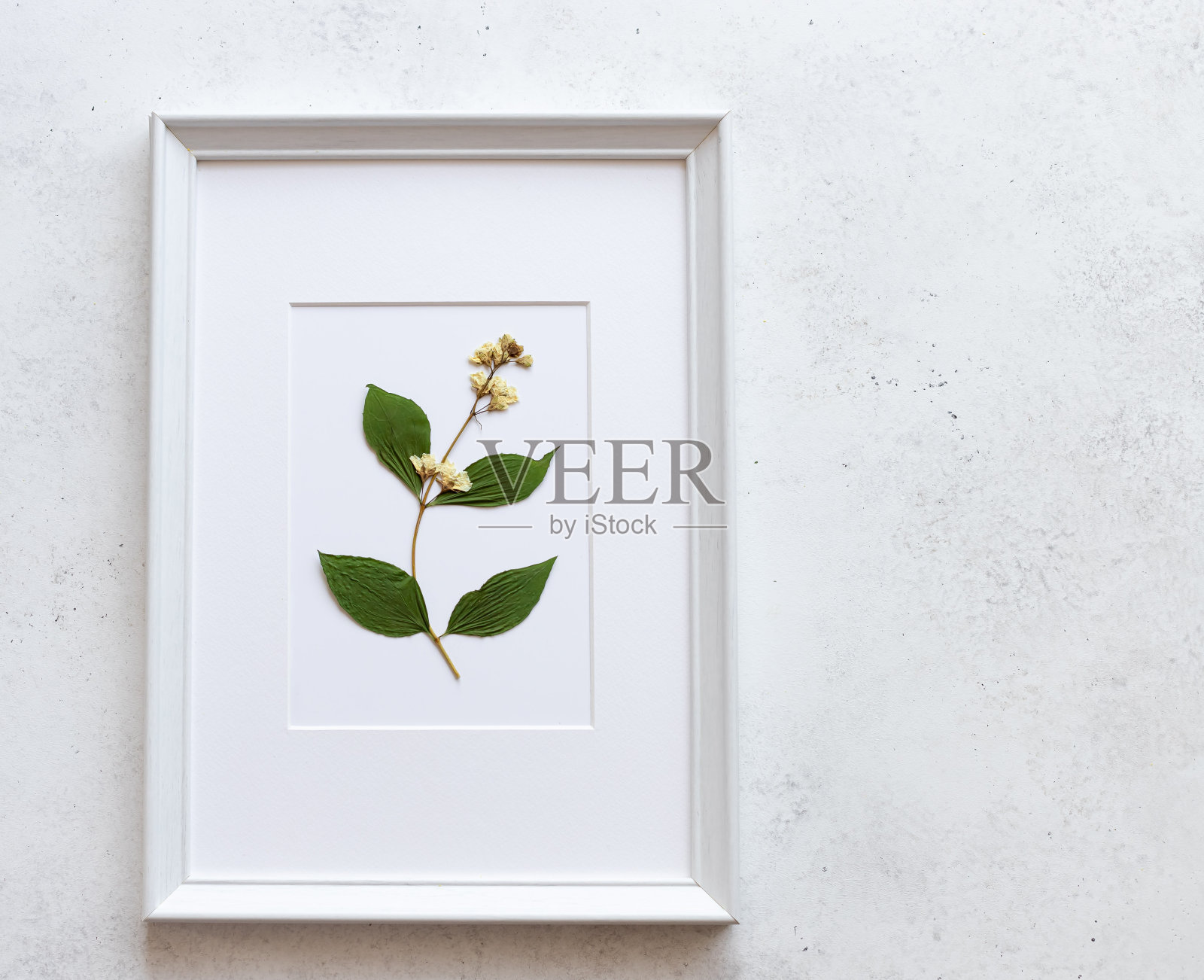 白色的框架和美丽的干花在白色的混凝土墙上。照片摄影图片