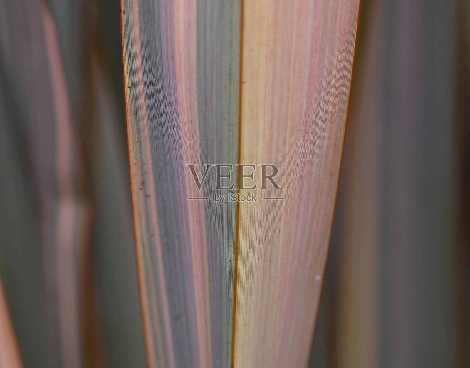 一种在花园里生长的蕨类植物的细节照片摄影图片