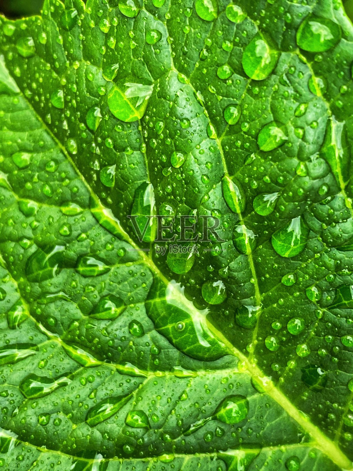 叶子与水滴照片摄影图片