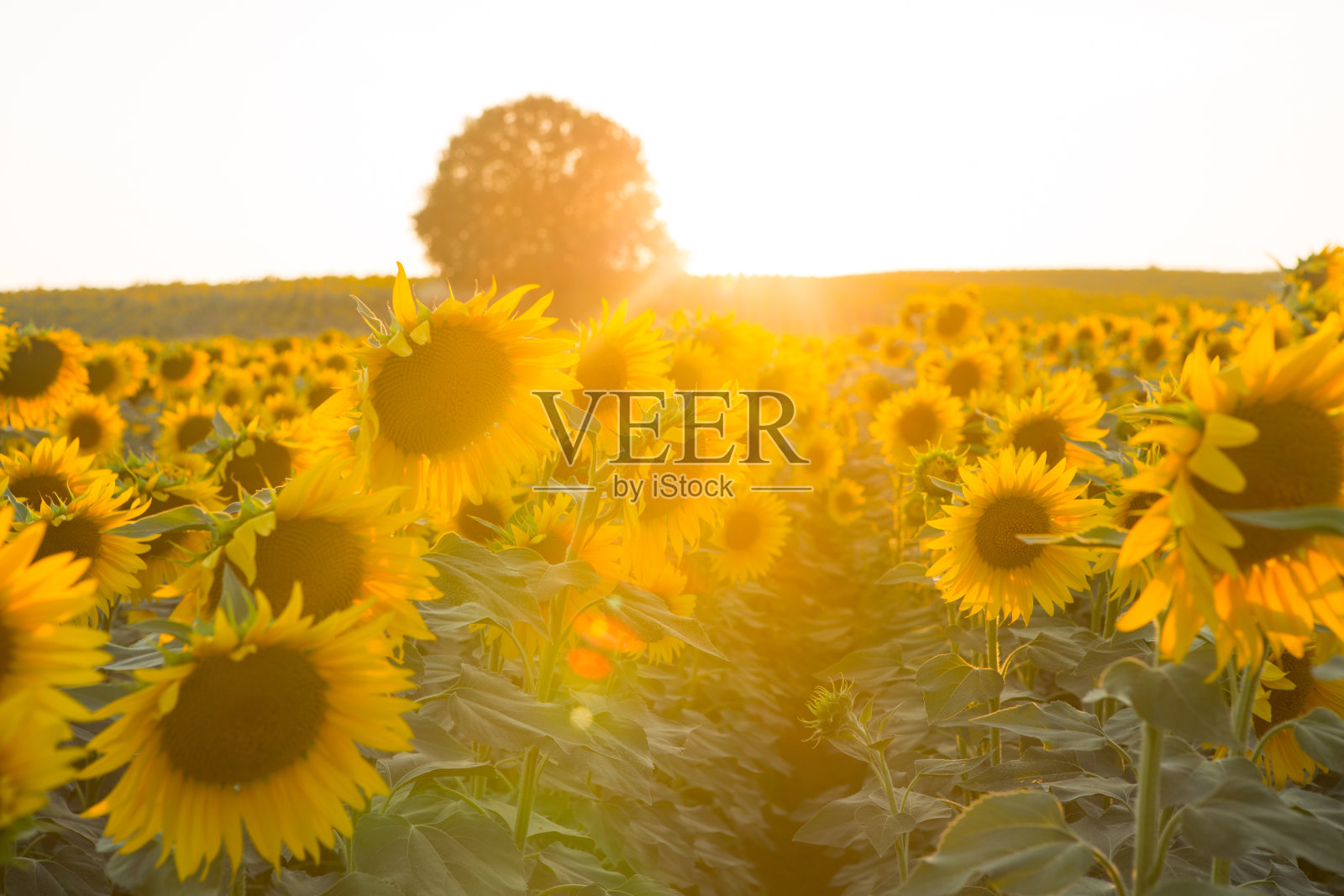 向日葵田照片摄影图片