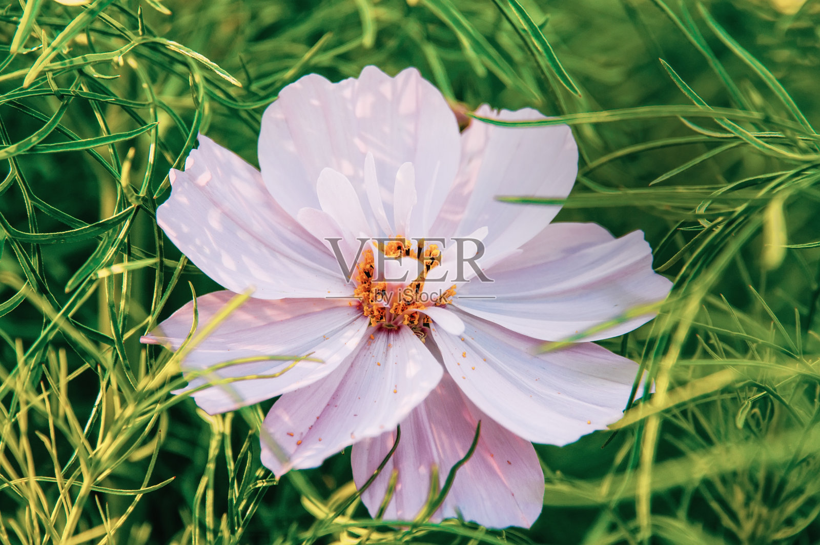 装饰的粉红色花园花宇宙，宇宙双pinnatus，考斯马Bipinnata，台湾鬼马。墨西哥Aster。近距离照片摄影图片