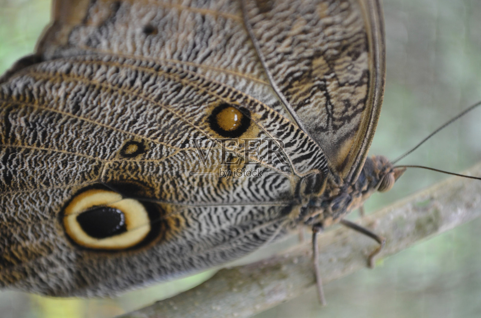 亚马逊猫头鹰蝴蝶，菲律宾图瓦西，伊基托斯，秘鲁照片摄影图片