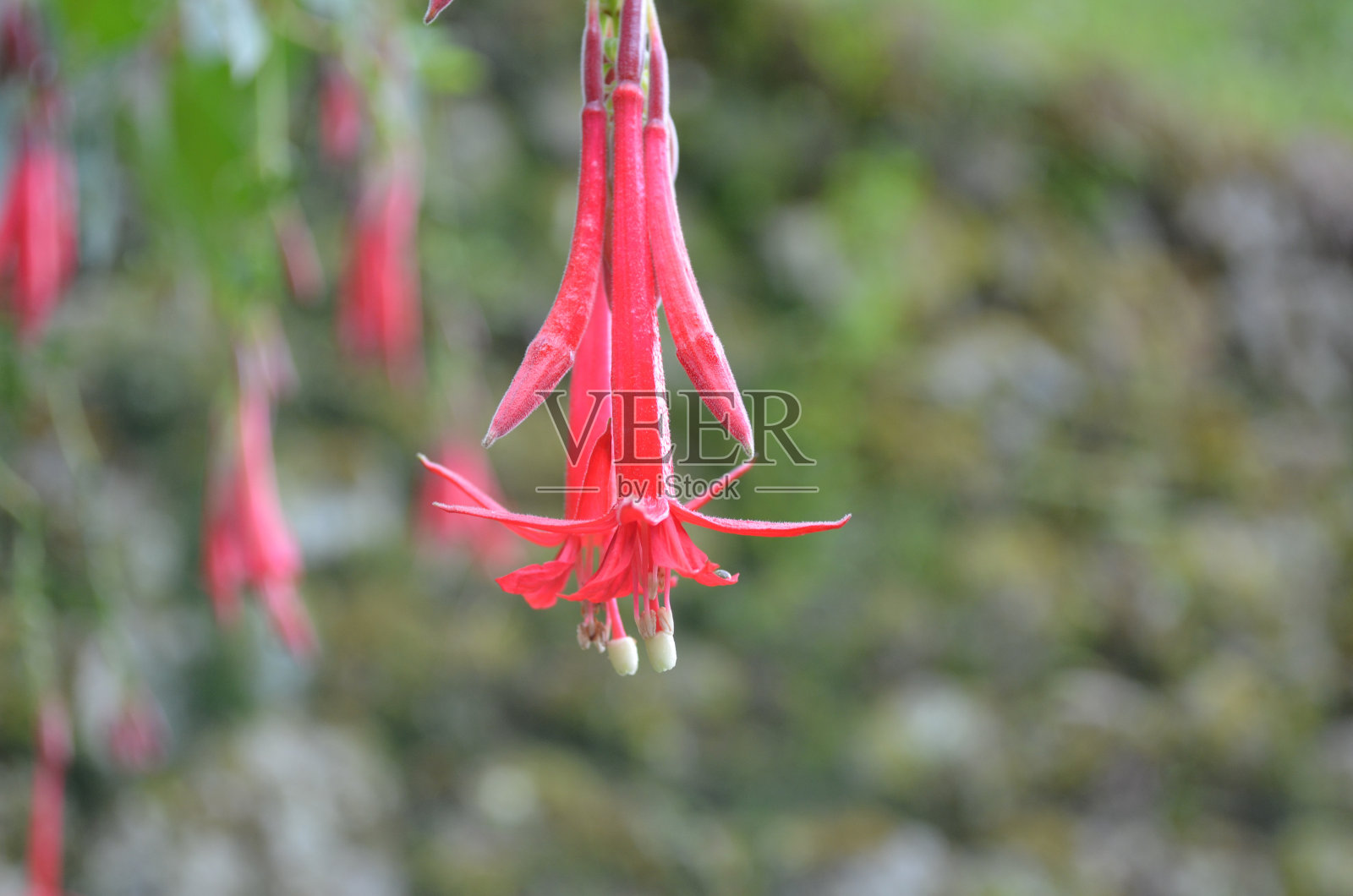 马丘比丘的秘鲁国花坎图塔花照片摄影图片
