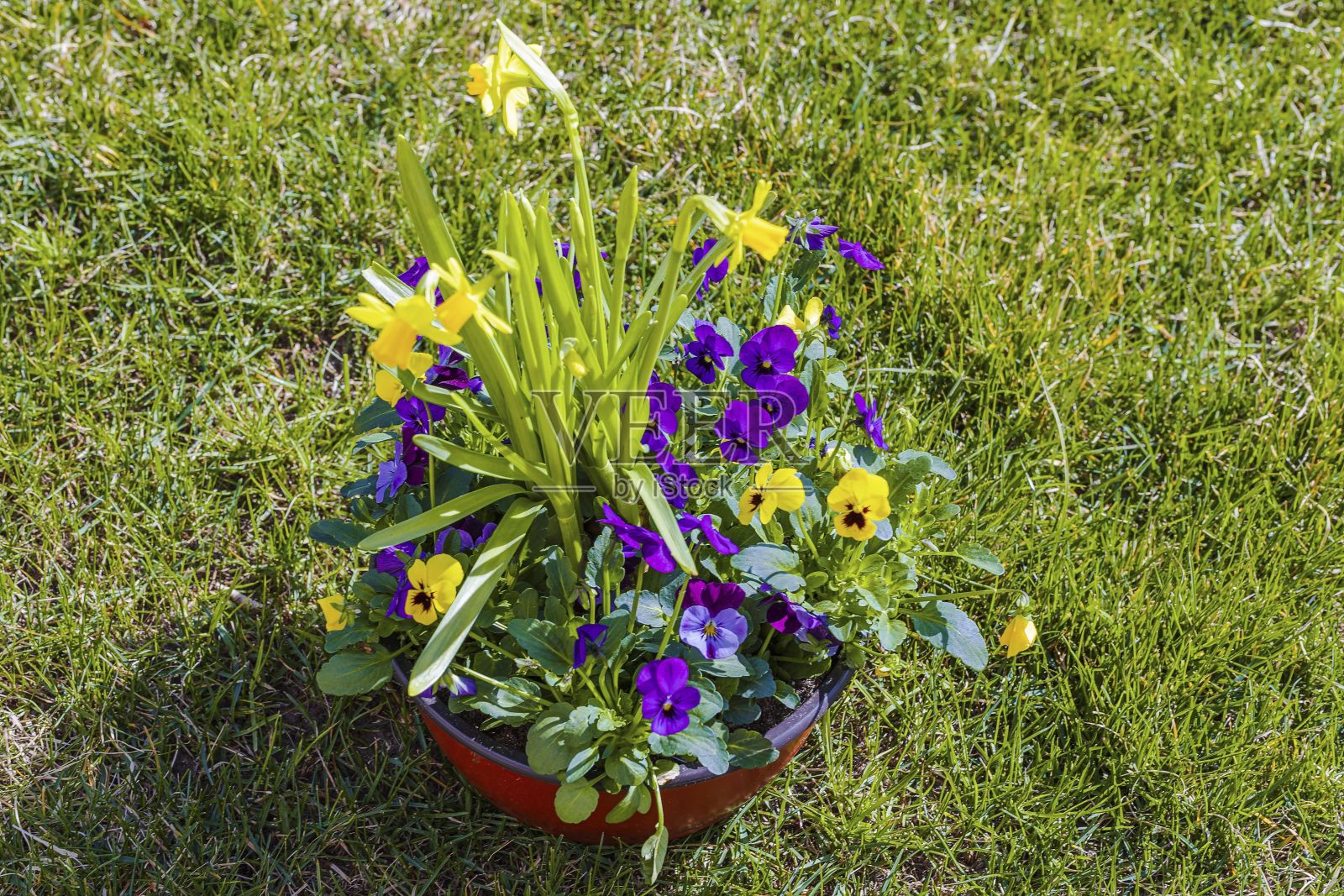 美丽的景色，三色堇孤立在绿色草地的背景。华丽的自然背景。照片摄影图片