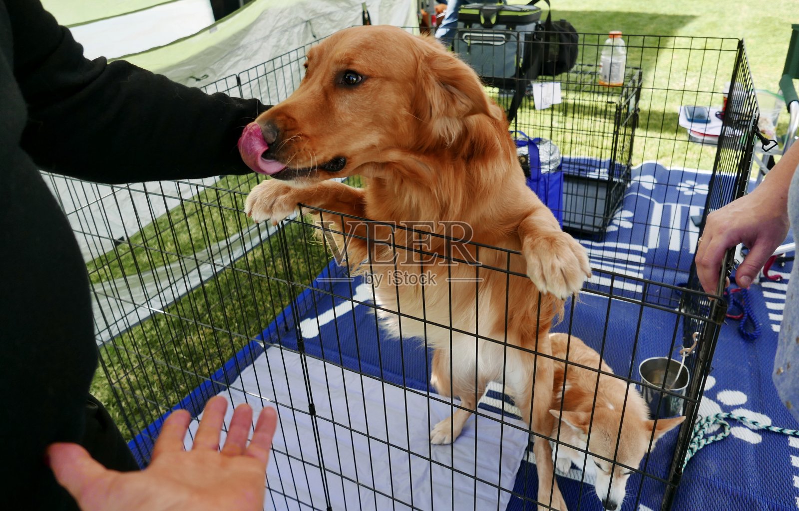 在板条箱里等待领养的金毛寻回犬照片摄影图片