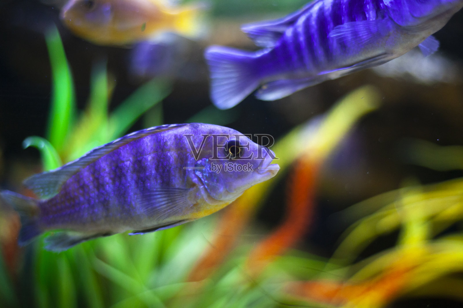 鱼缸里的鱼。照片摄影图片