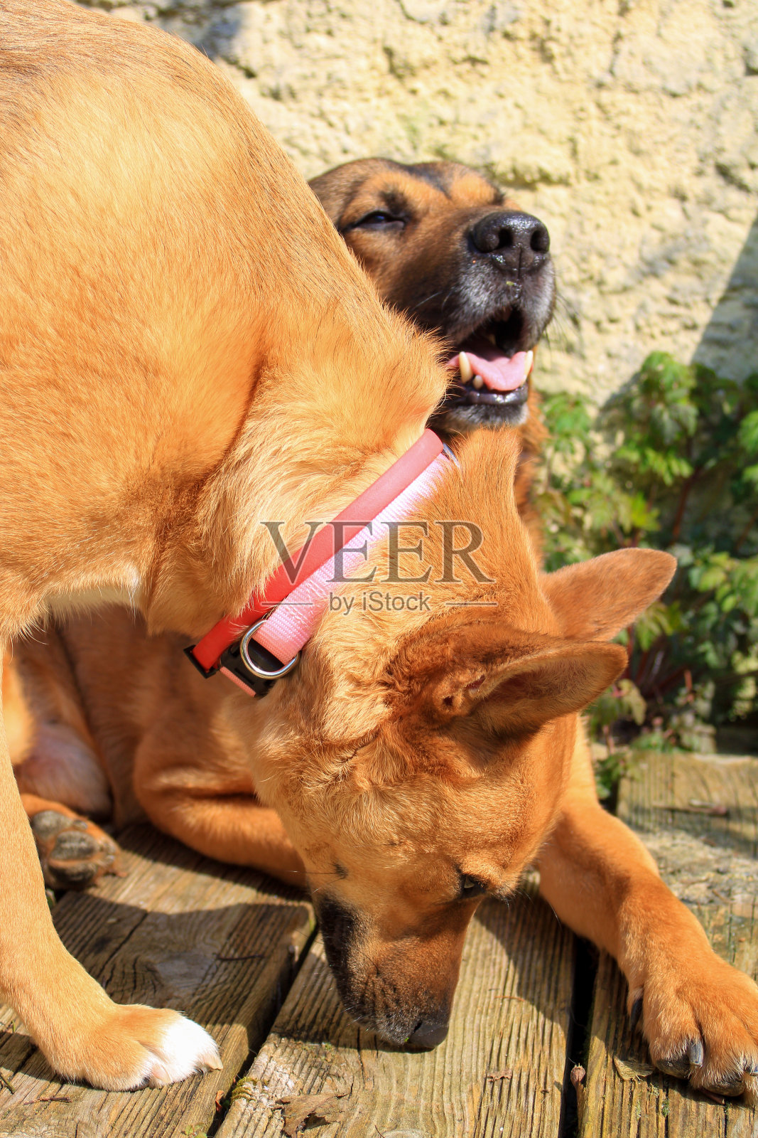 一只阿姆斯达夫小狗和一只比利时马里犬。照片摄影图片