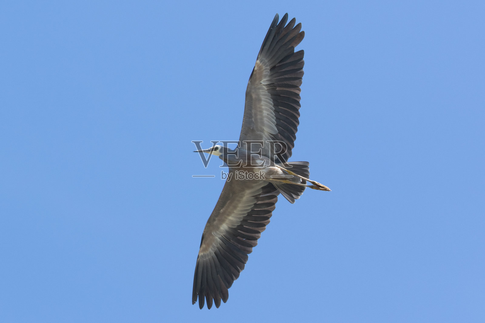 白鹭-白鹭照片摄影图片