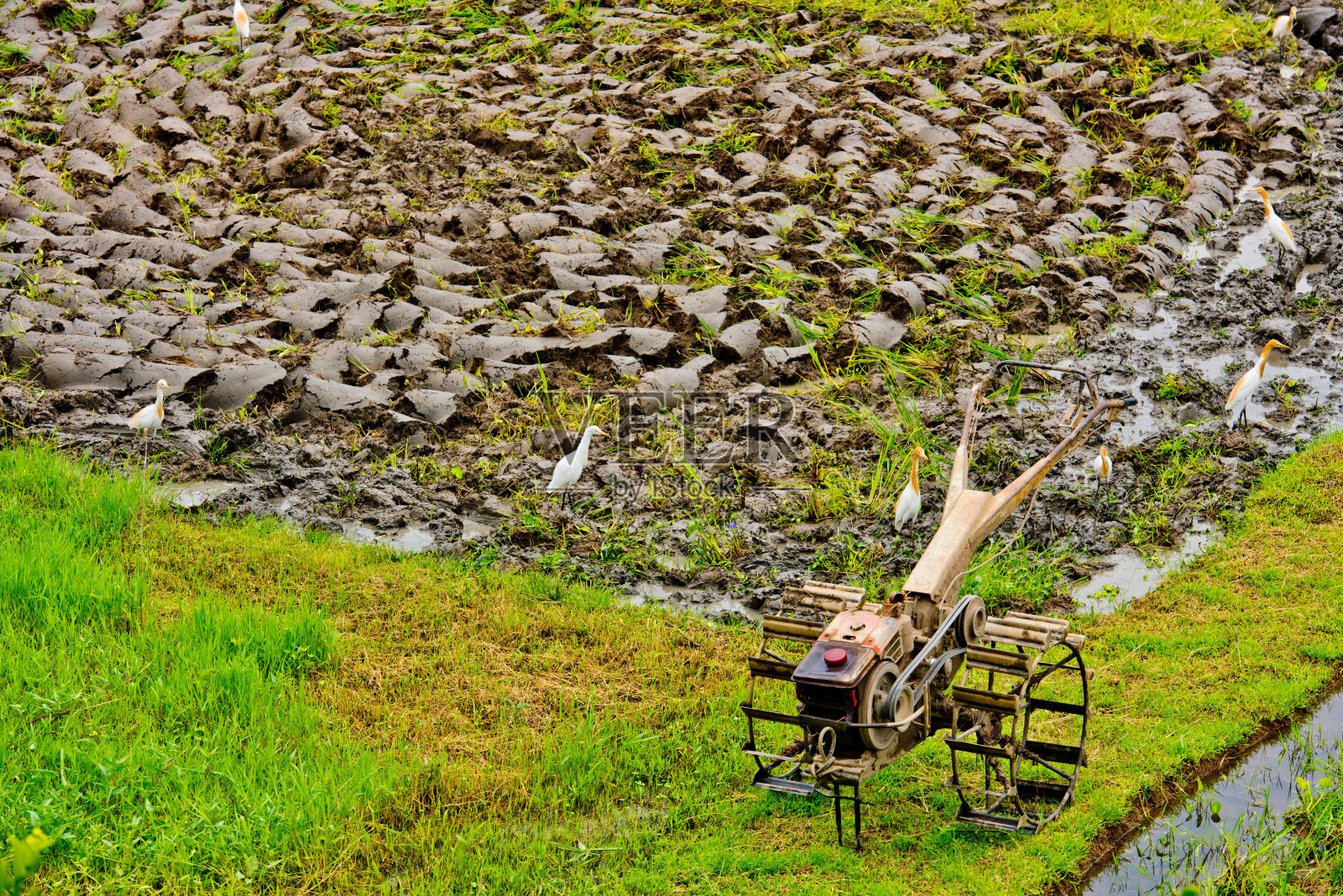 稻田里的手持式电动犁。乌布,印尼巴厘岛。照片摄影图片
