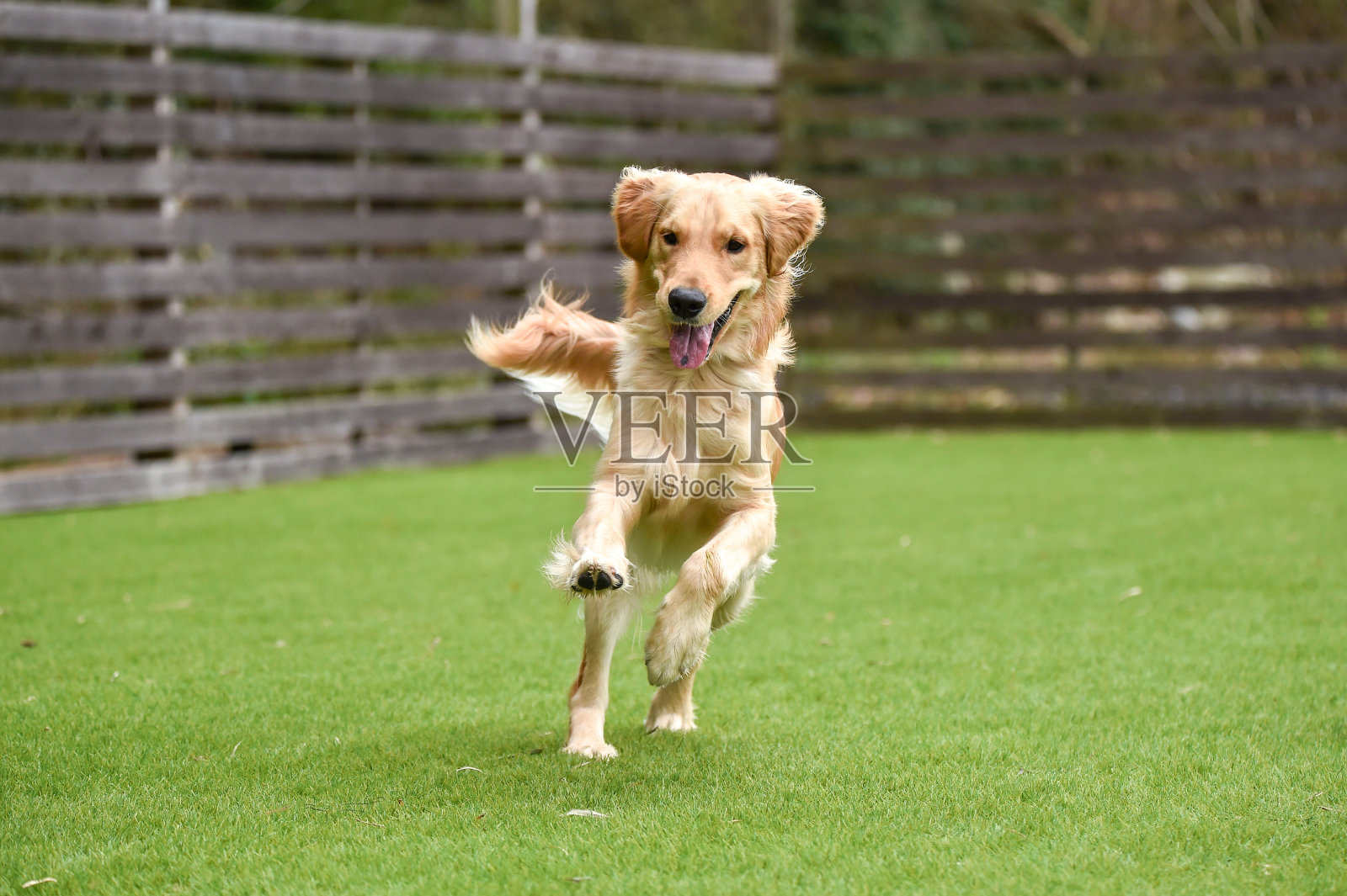 金毛猎犬玩着狗跑照片摄影图片