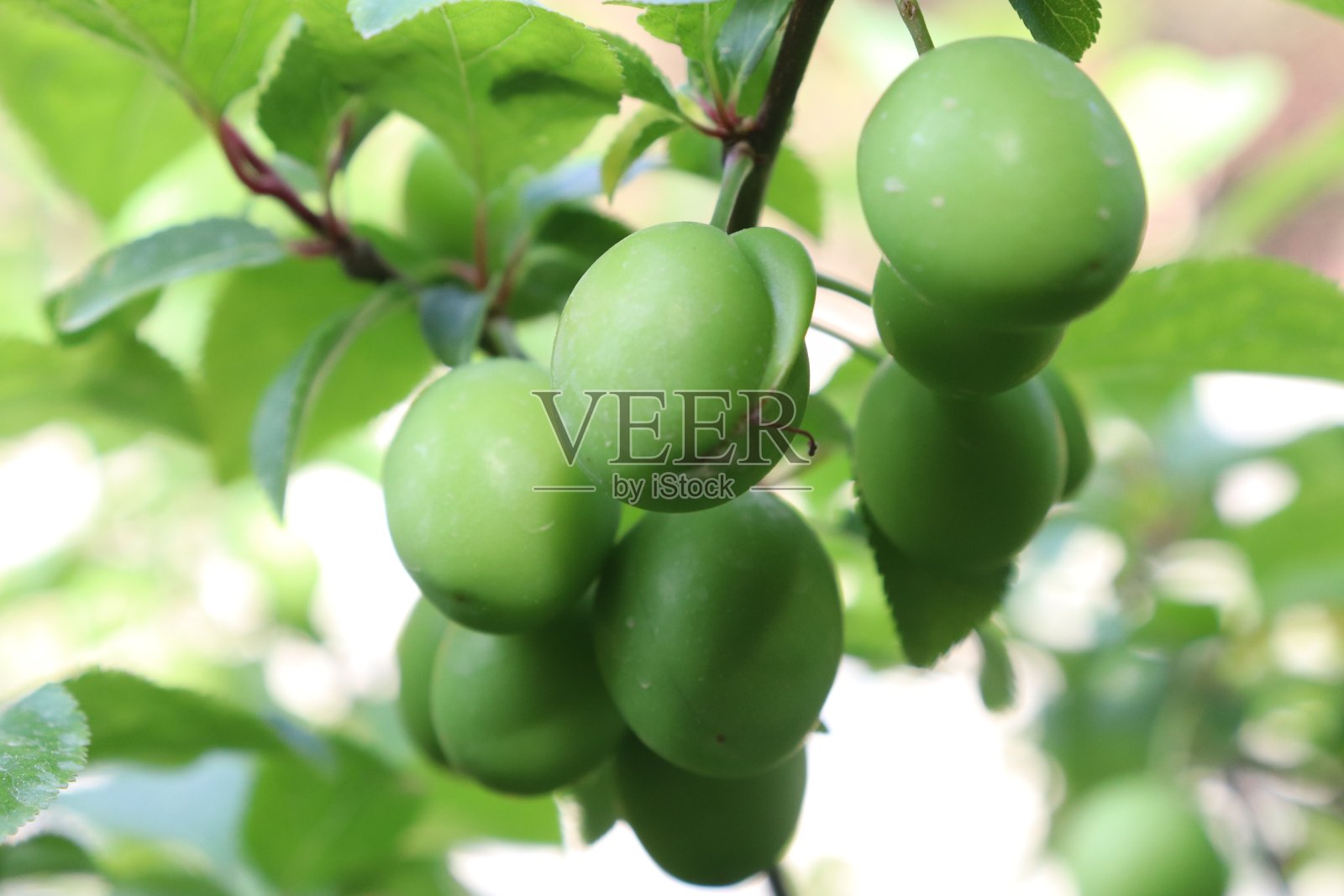 埃里克照片摄影图片