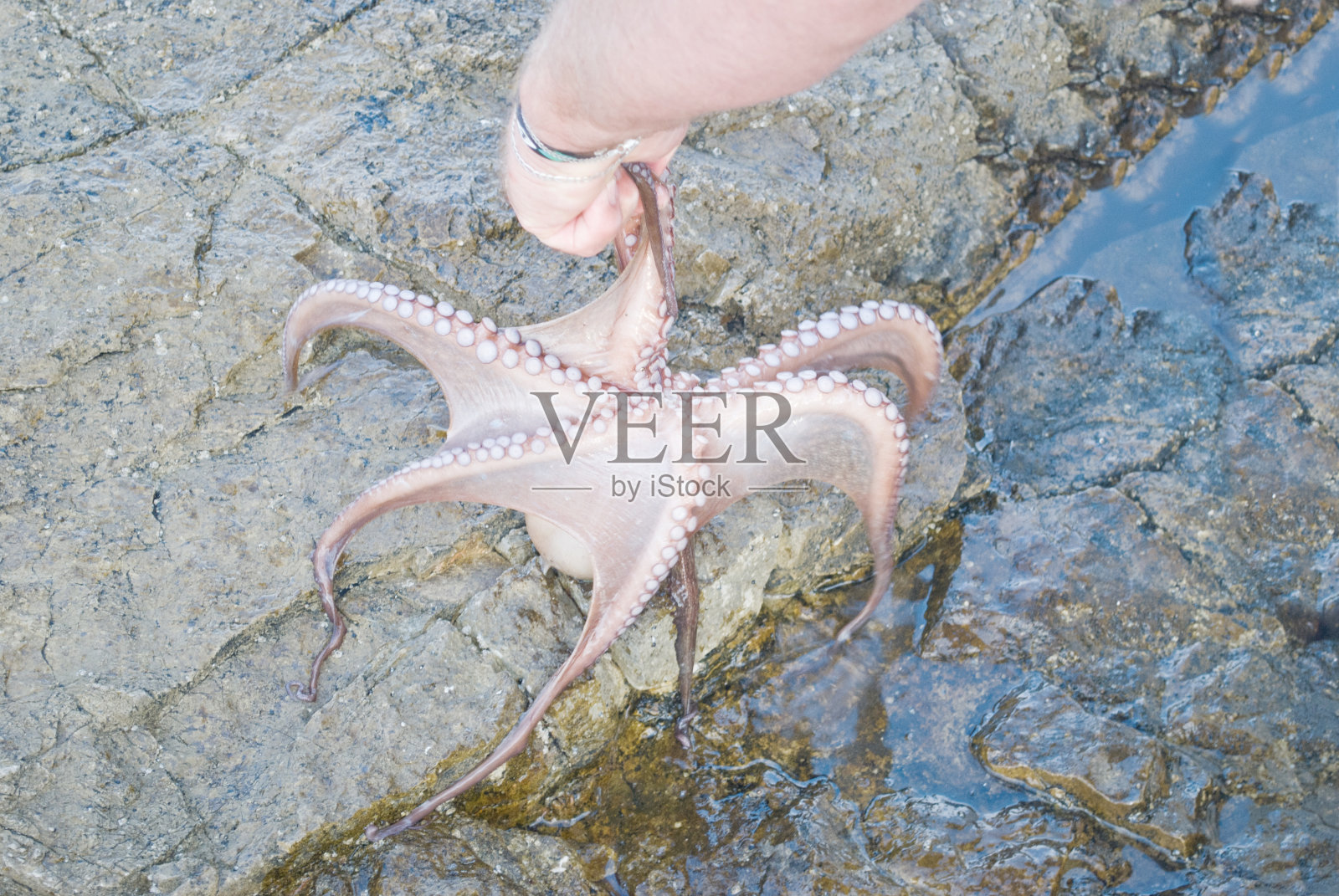 手里拿着一只活章鱼照片摄影图片