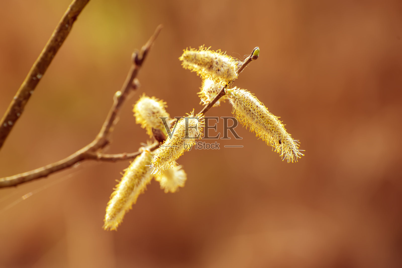 盛开的柳枝照片摄影图片