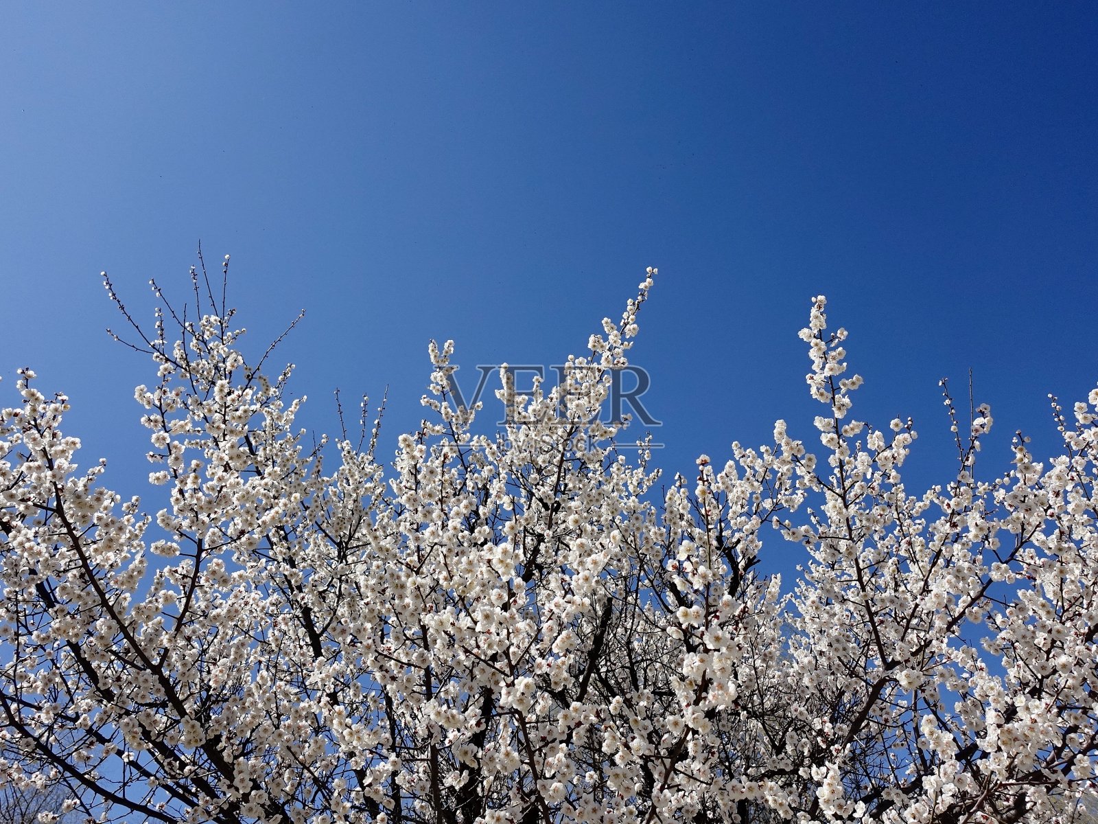 樱花照片摄影图片