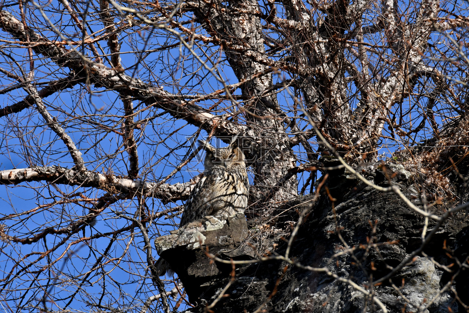 有耳猫头鹰坐在石头上照片摄影图片