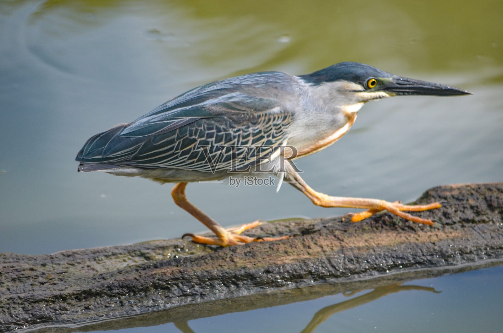 秘鲁亚马逊河上的一只斑纹鹭照片摄影图片