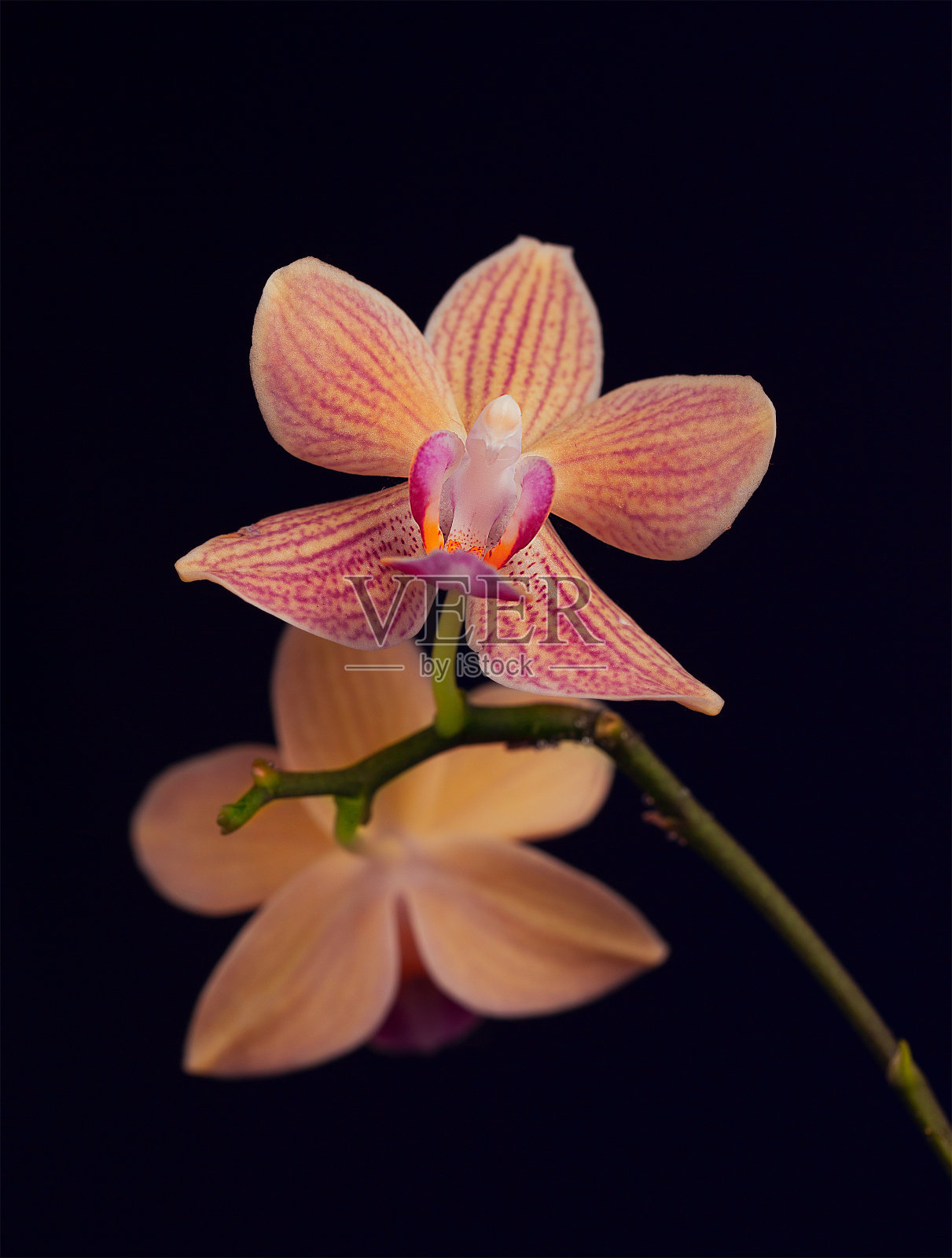 海军背景下的兰花照片摄影图片