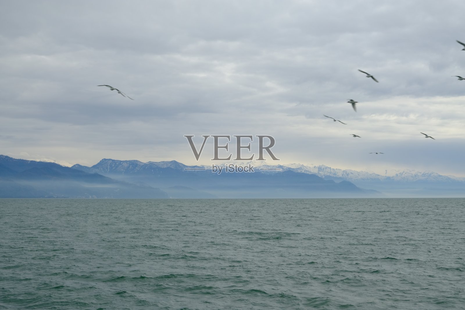 天空中有不同种类的海鸥。照片摄影图片