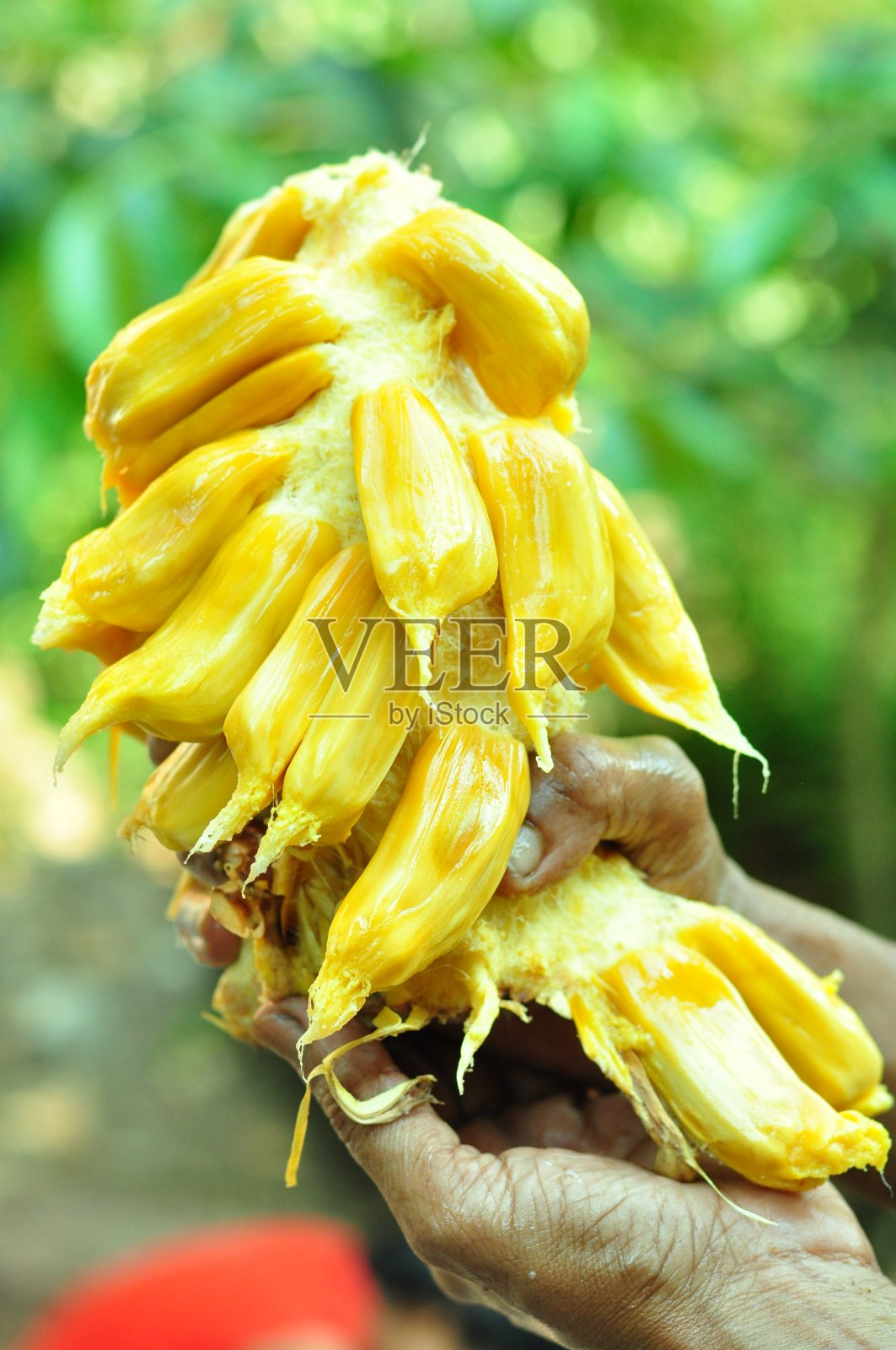 菠萝蜜照片摄影图片