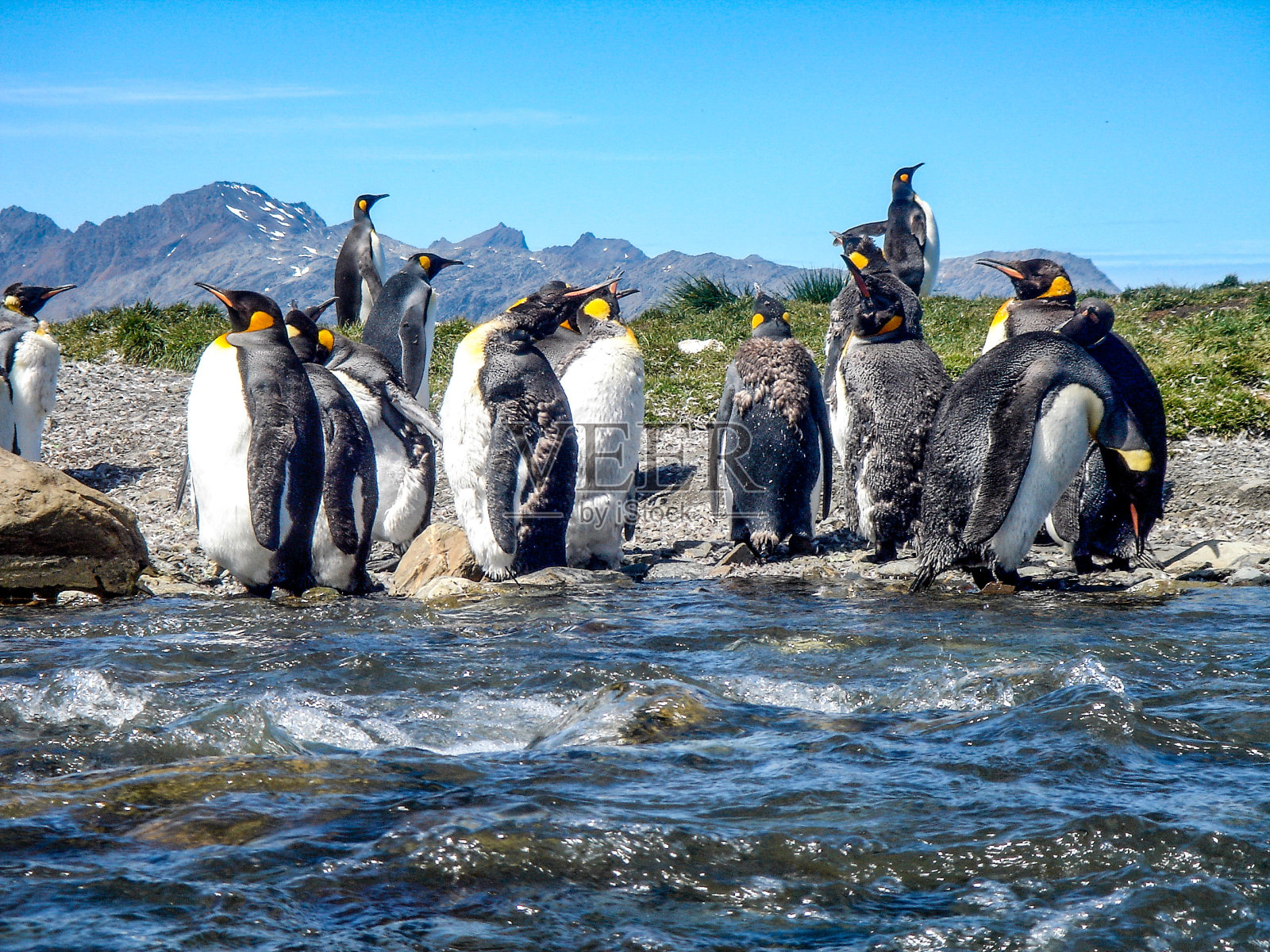 一只王企鹅(Aptenodytes patagonicus)在南极洲南乔治亚群岛的海岸上照片摄影图片