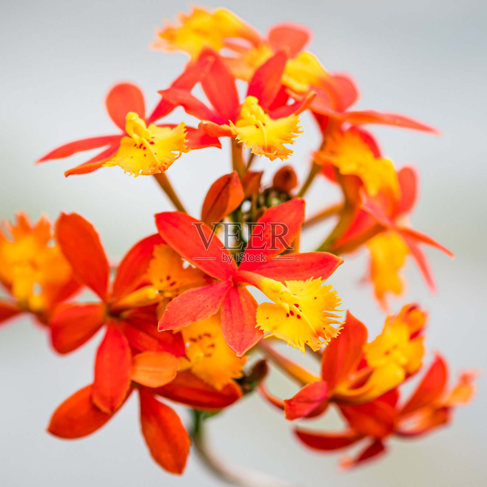 白色背景下的热带橙色兰花照片摄影图片