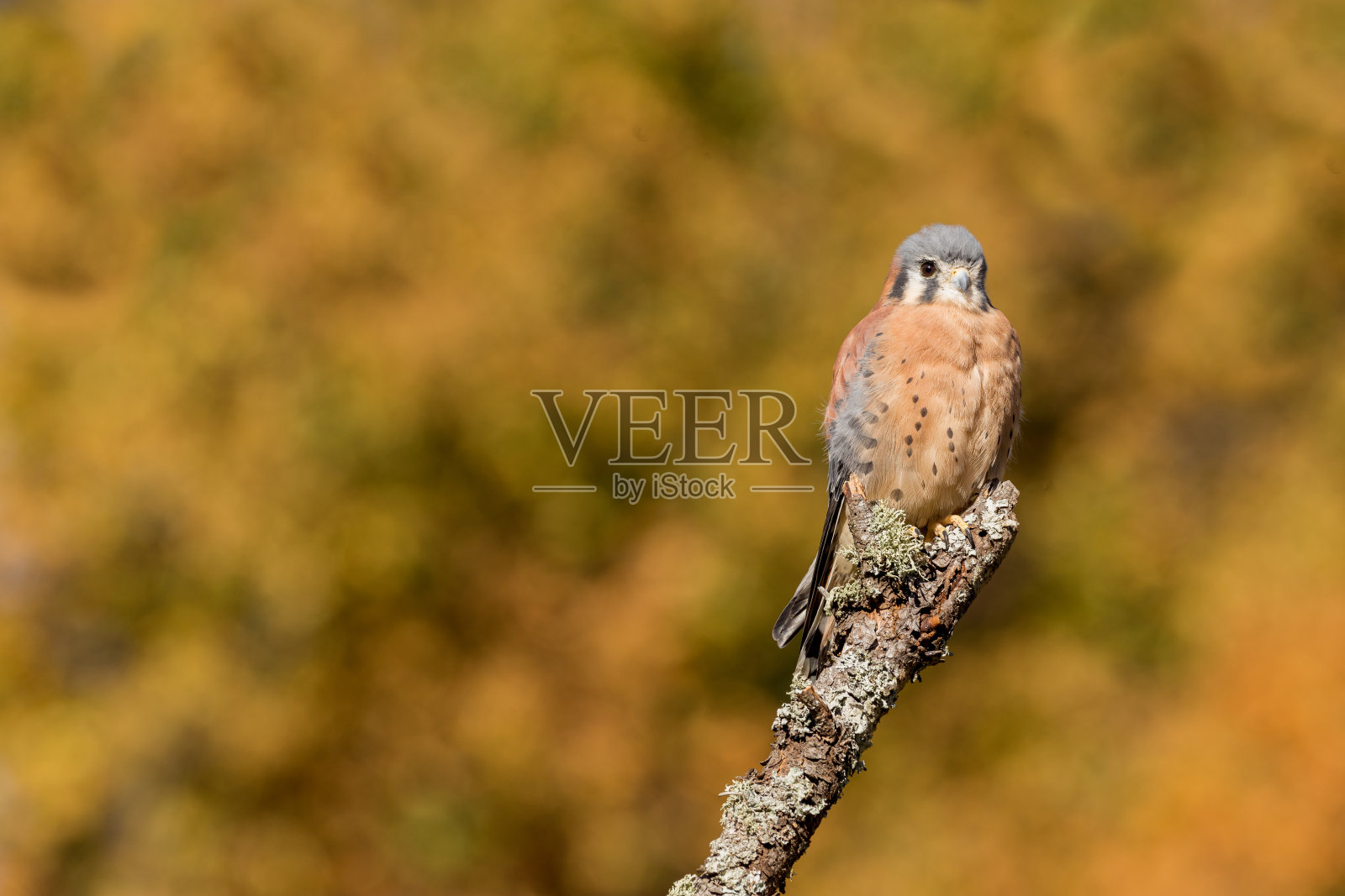 红隼栖息在坠落的背景上照片摄影图片