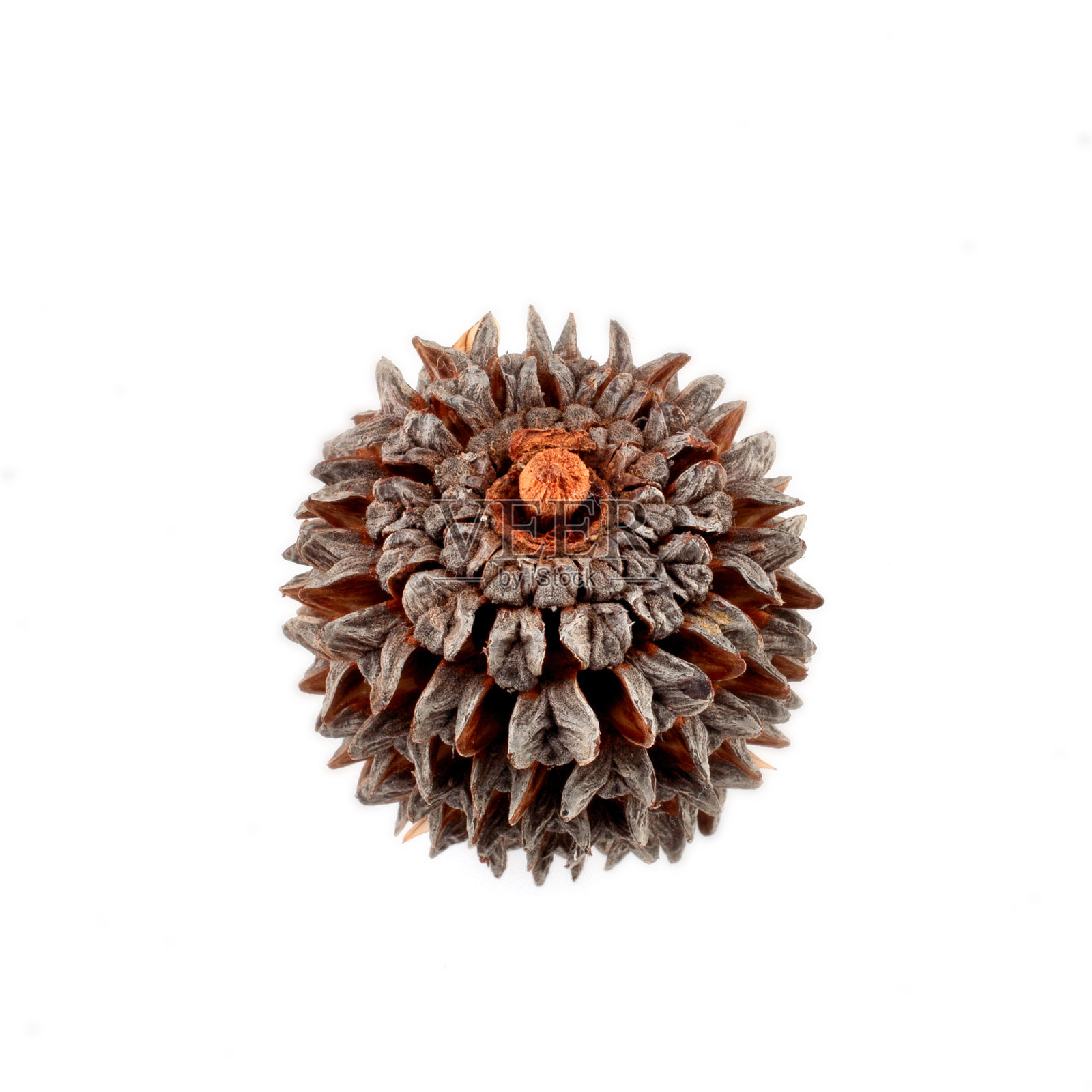 摘有刺的种子荚照片摄影图片