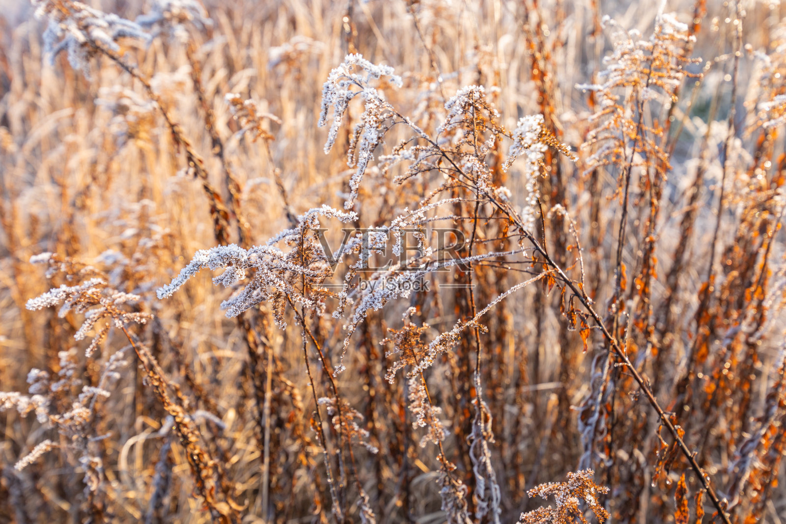 草和芦苇上结霜。冰晶靠近了。冬季自然背景。冬天的霜冻日。照片摄影图片