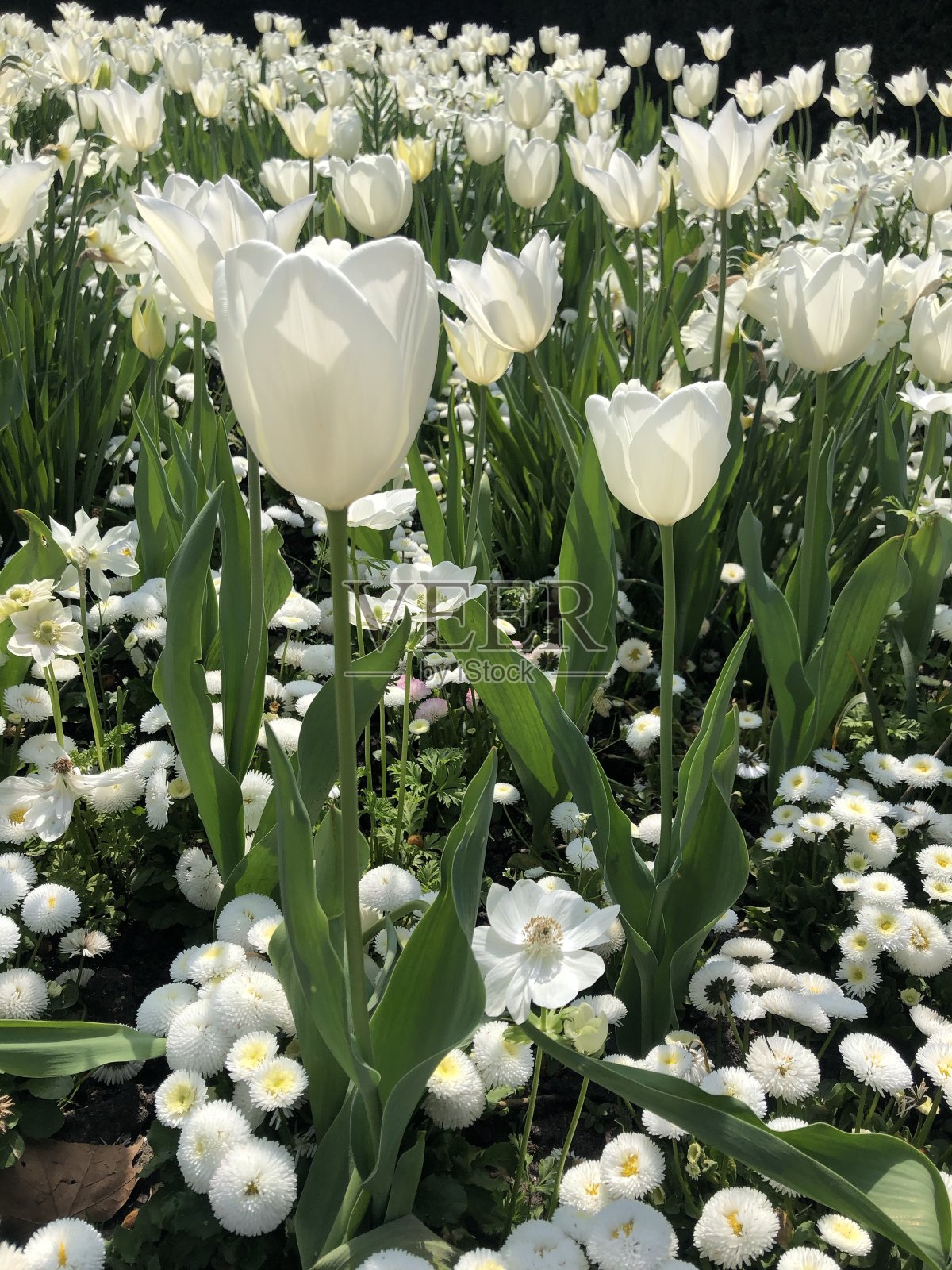 白人中的白人照片摄影图片