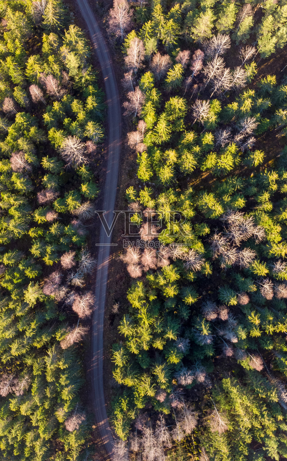 森林土路照片摄影图片