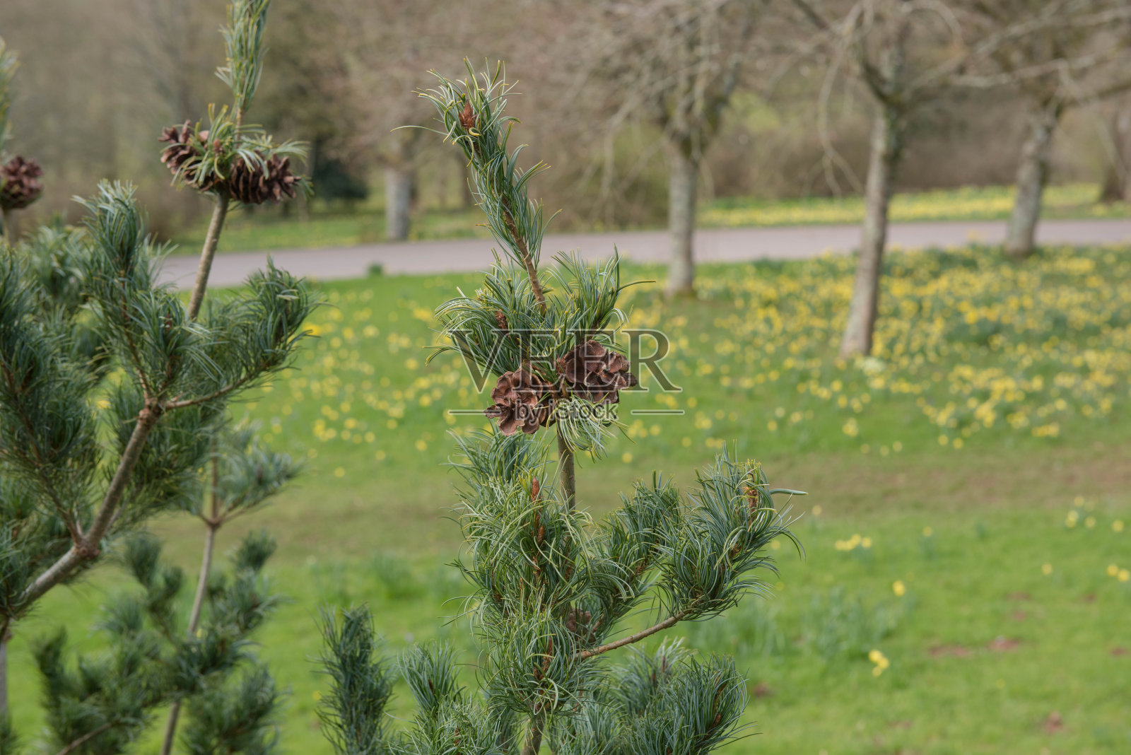 一种常绿的日本白松的绿色叶子和球果(parviflora 'Bonnie Bergman'松)，生长在英格兰德文郡乡村的一个花园中，英国照片摄影图片