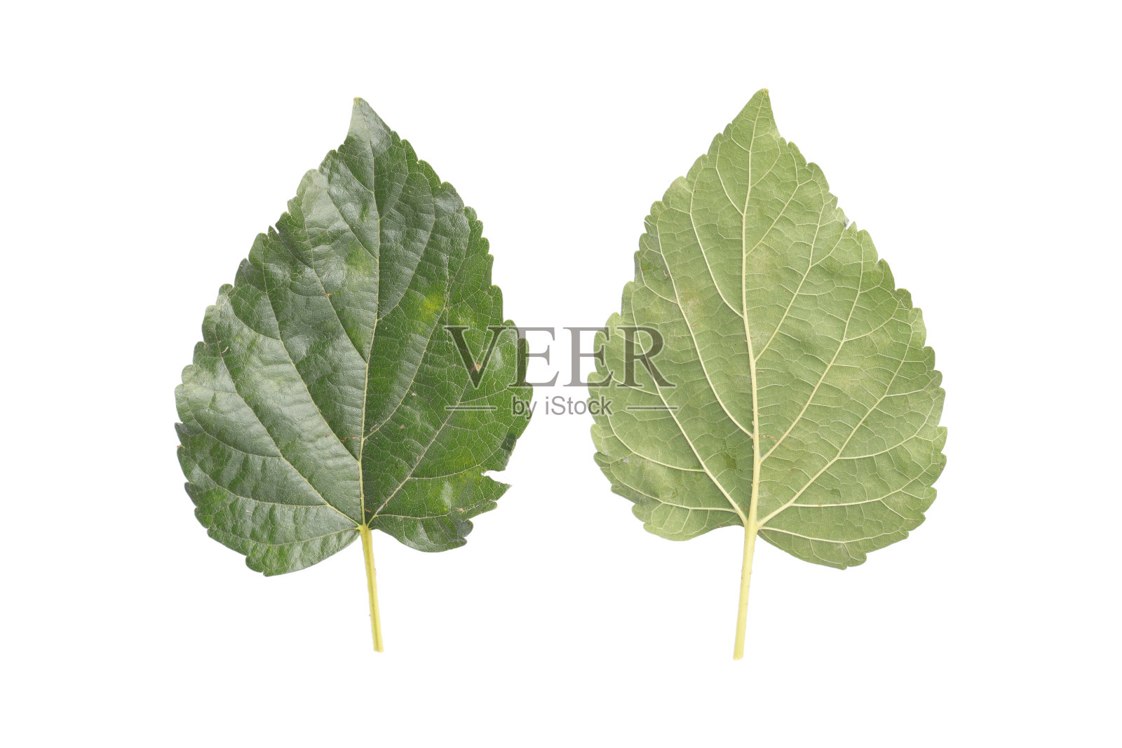 前后桑叶绿孤立照片摄影图片