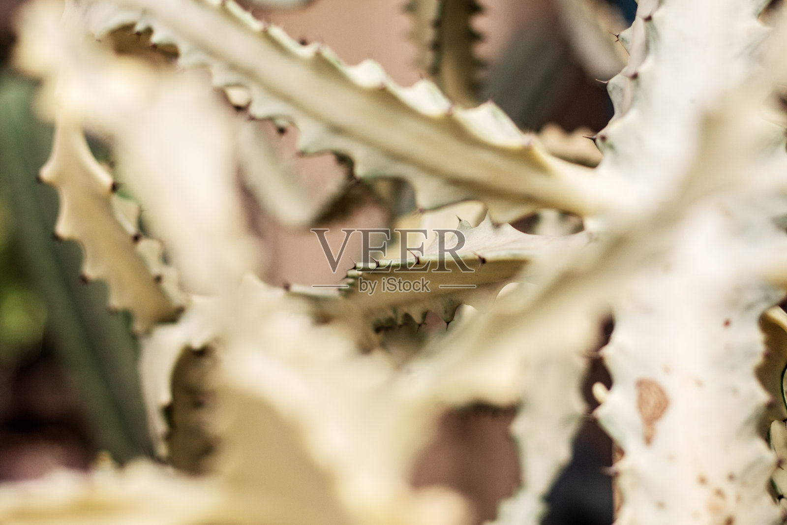 带有背景的白色仙人掌。照片摄影图片