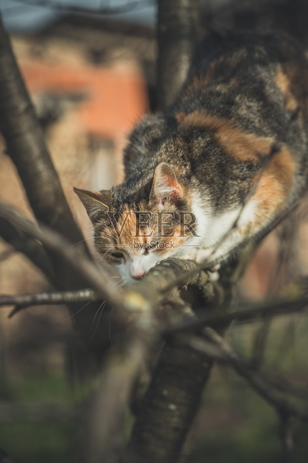五颜六色的橙白色和黑色的猫之间的树枝上的世界探索照片摄影图片