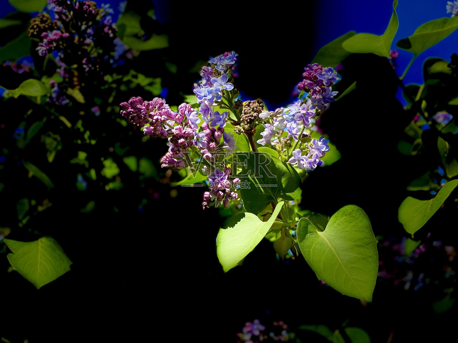 近距离的紫丁香花照片摄影图片