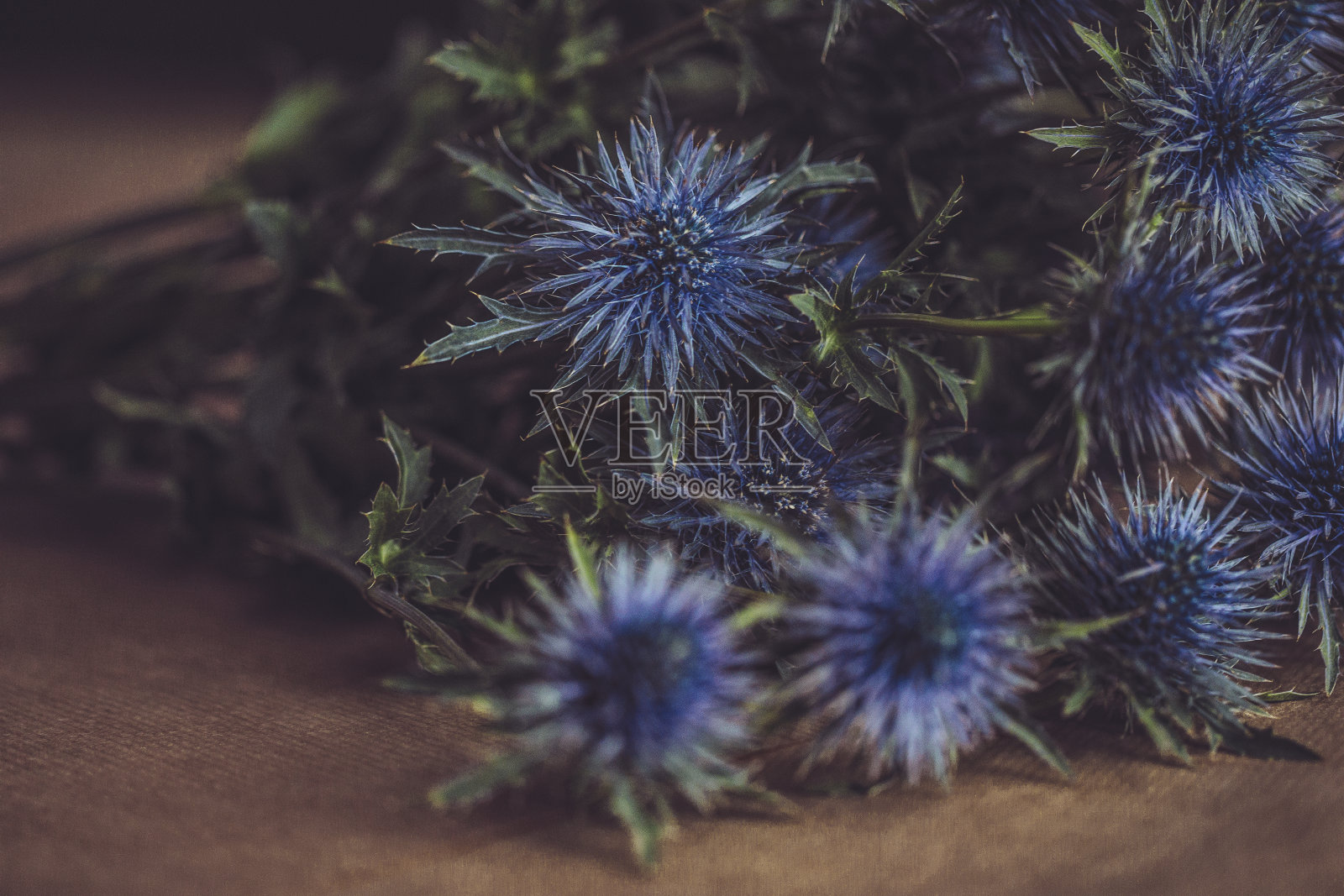 蓝色埃里翁照片摄影图片