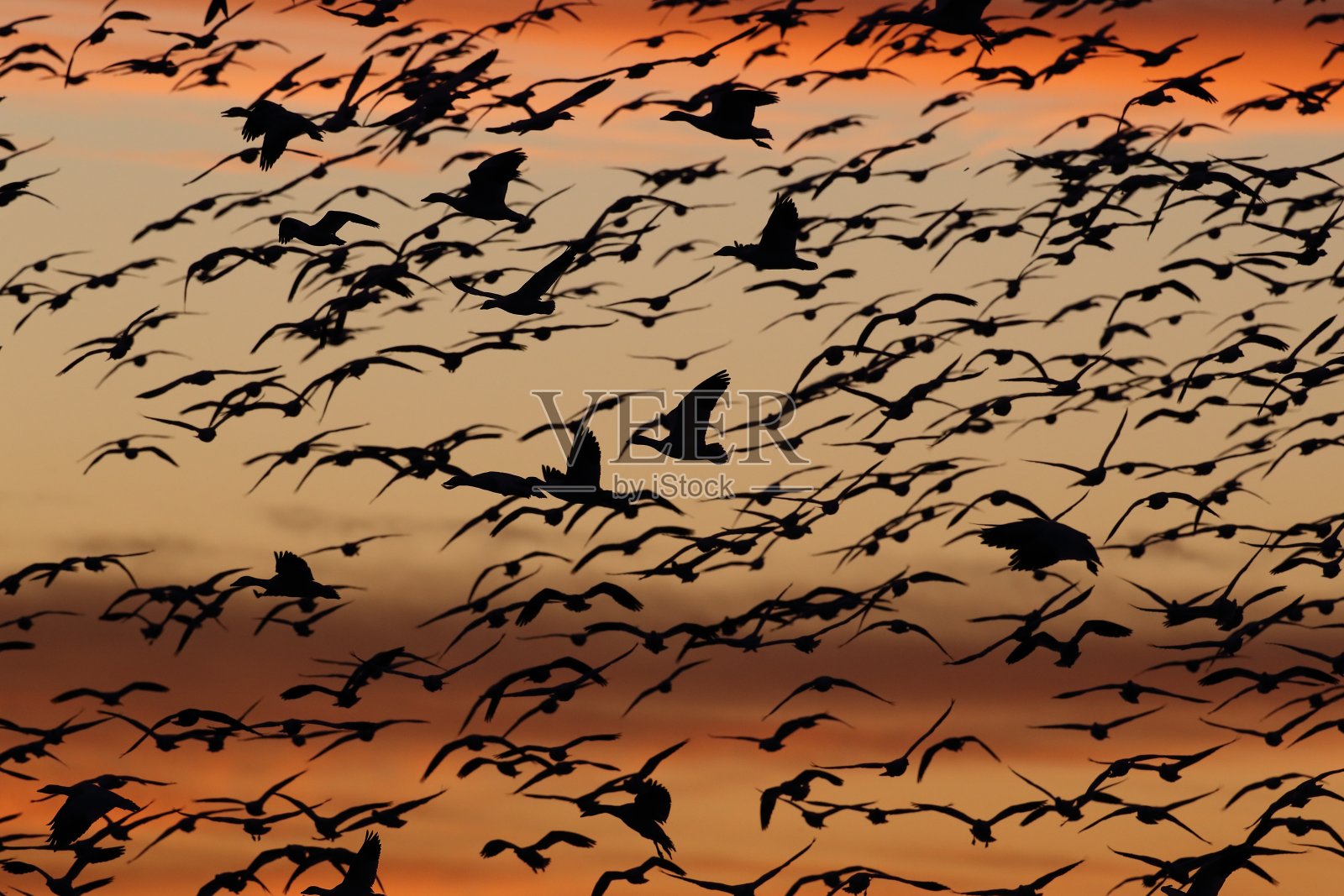 雪鹅在黎明，博斯克德尔阿帕奇，美国新墨西哥州照片摄影图片