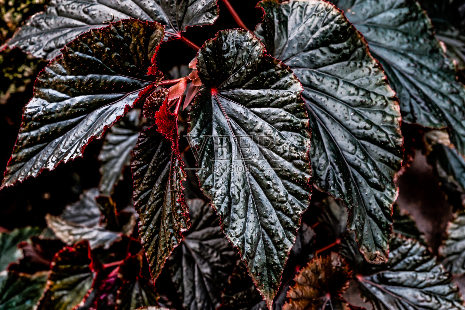 多种彩色的树叶照片摄影图片