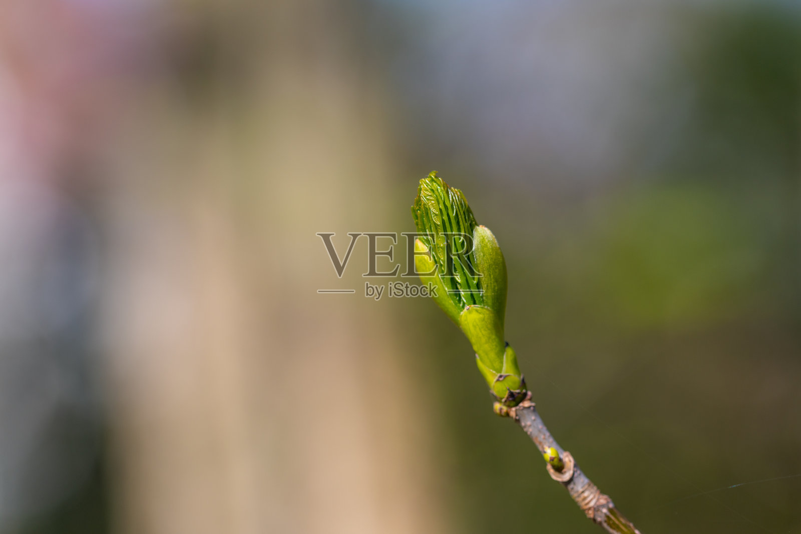 背景模糊的枫树花蕾照片摄影图片