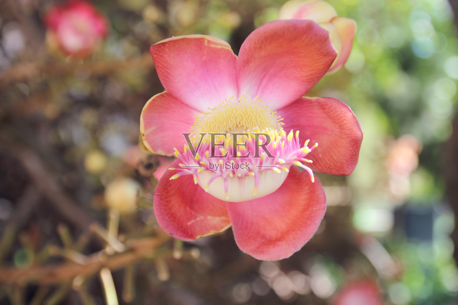 罗布斯塔花，也就是树上的炮弹花照片摄影图片