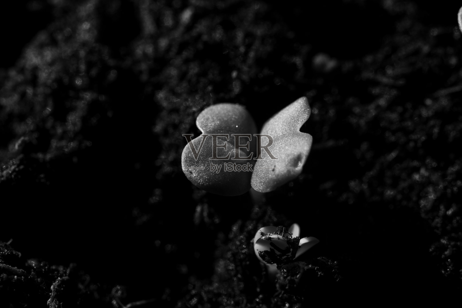 幼芽球茎花园植物黑白照片摄影图片