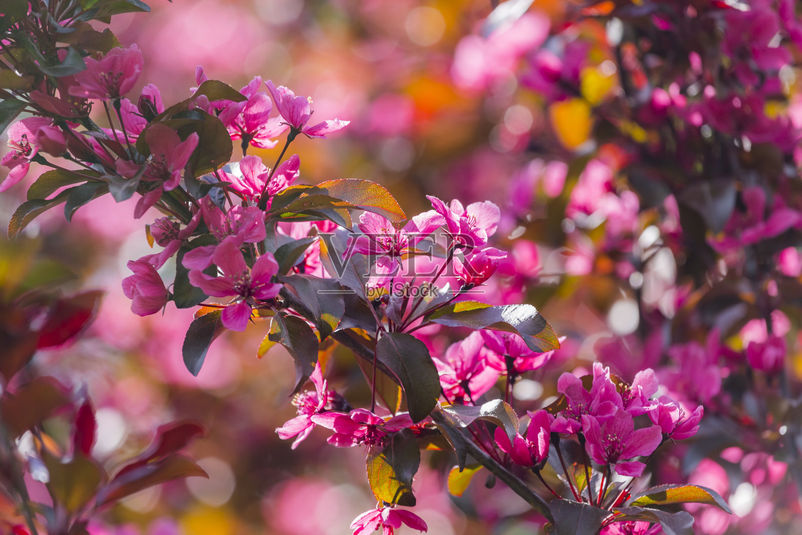 盛开的观赏天堂苹果树苹果-粉红色的花和叶，美丽的阳光散，自由的文字空间。照片摄影图片