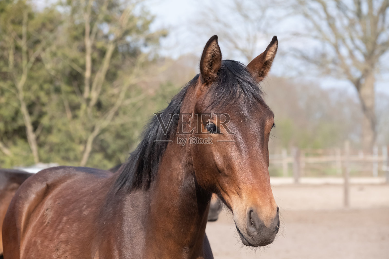 一个漂亮的小马头在前面跳跃，棕色的颜色。照片摄影图片